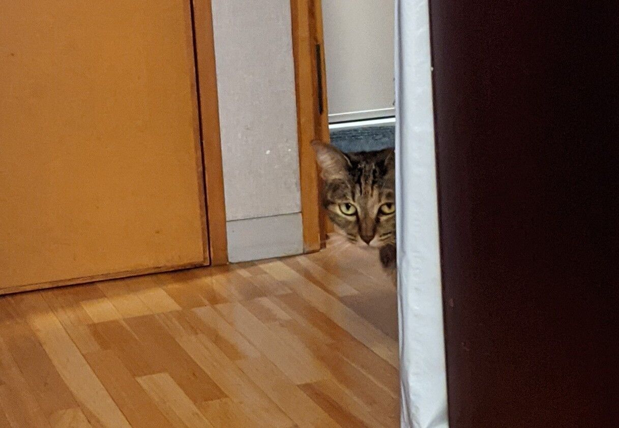 話題の猫語翻訳アプリを猫達に使ってみたら きもちわるいはなしz