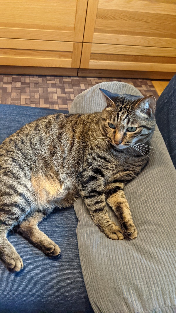 不名誉なあだ名を付けられる猫 きもちわるいはなしz 不名誉なあだ名を付けられる猫 きもちわるいはなしz