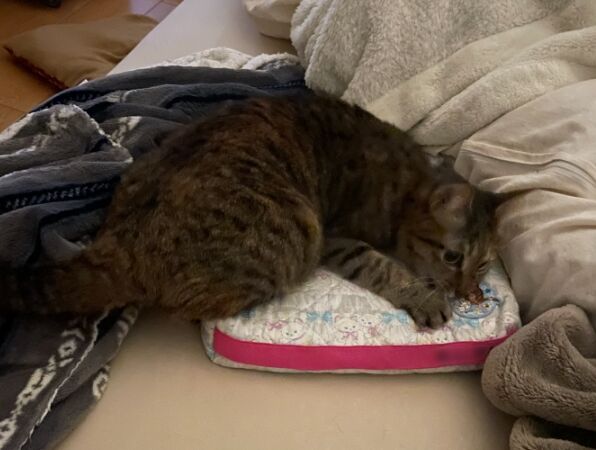 ざぶとん