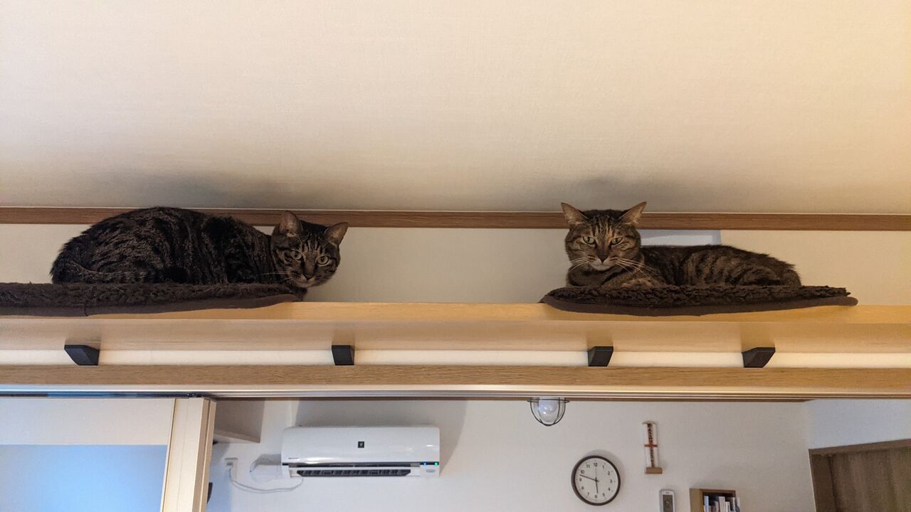 話題の猫語翻訳アプリを猫達に使ってみたら きもちわるいはなしz