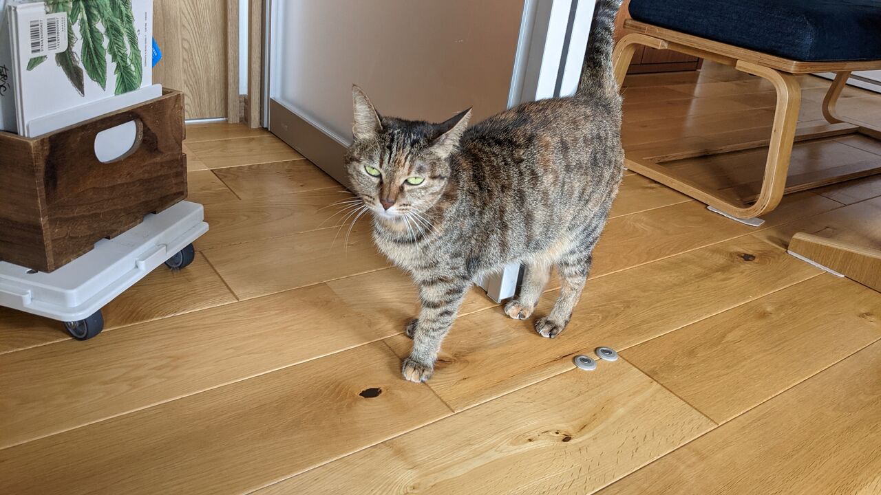 私の心拍数を上げる猫の行動 きもちわるいはなしz 私の心拍数を上げる猫の行動 きもちわるいはなしz