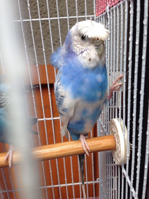 オキナインコさん しあわせのもふもふ日記