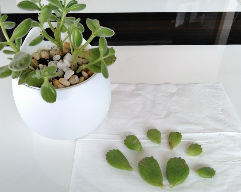 どっちもちゃんねるブログ 多肉植物 どっちもちゃんねるブログ 多肉植物