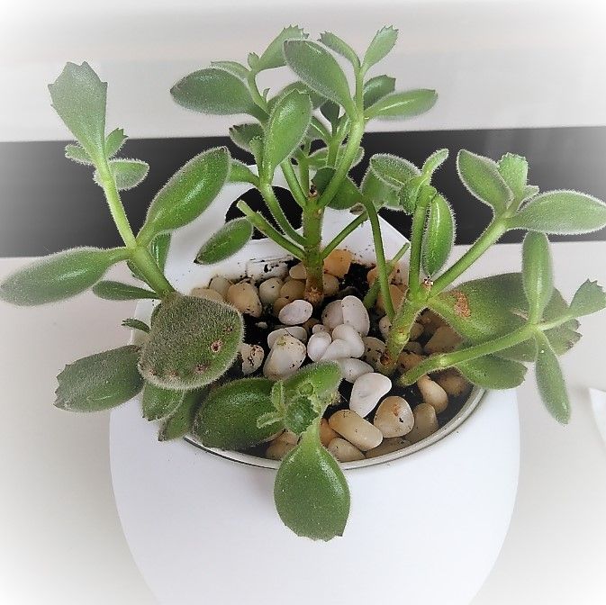 どっちもちゃんねるブログ 多肉植物 どっちもちゃんねるブログ 多肉植物