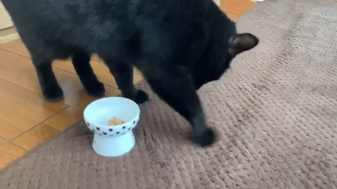 猫に納豆を差し上げると モフモフのまとめ