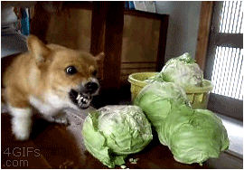 可愛い犬猫のgifとか画像貼ってや モフモフのまとめ 可愛い犬猫のgifとか画像貼ってや モフモフのまとめ