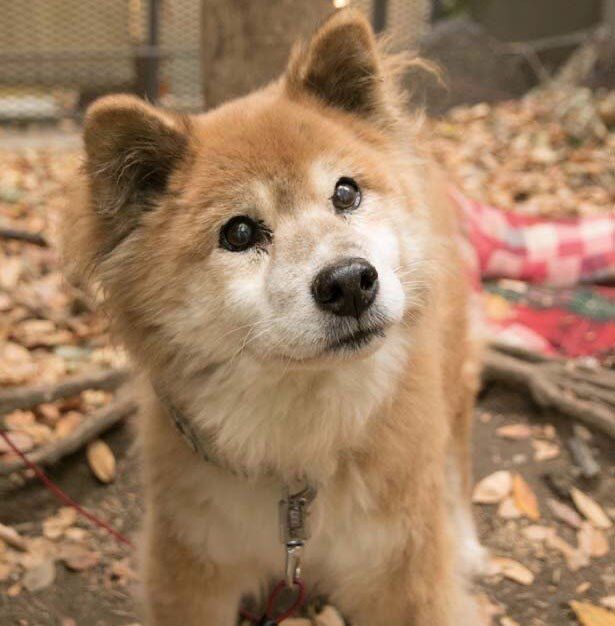 画像 雑種犬とかいう可愛いすぎる生き物www モフモフのまとめ