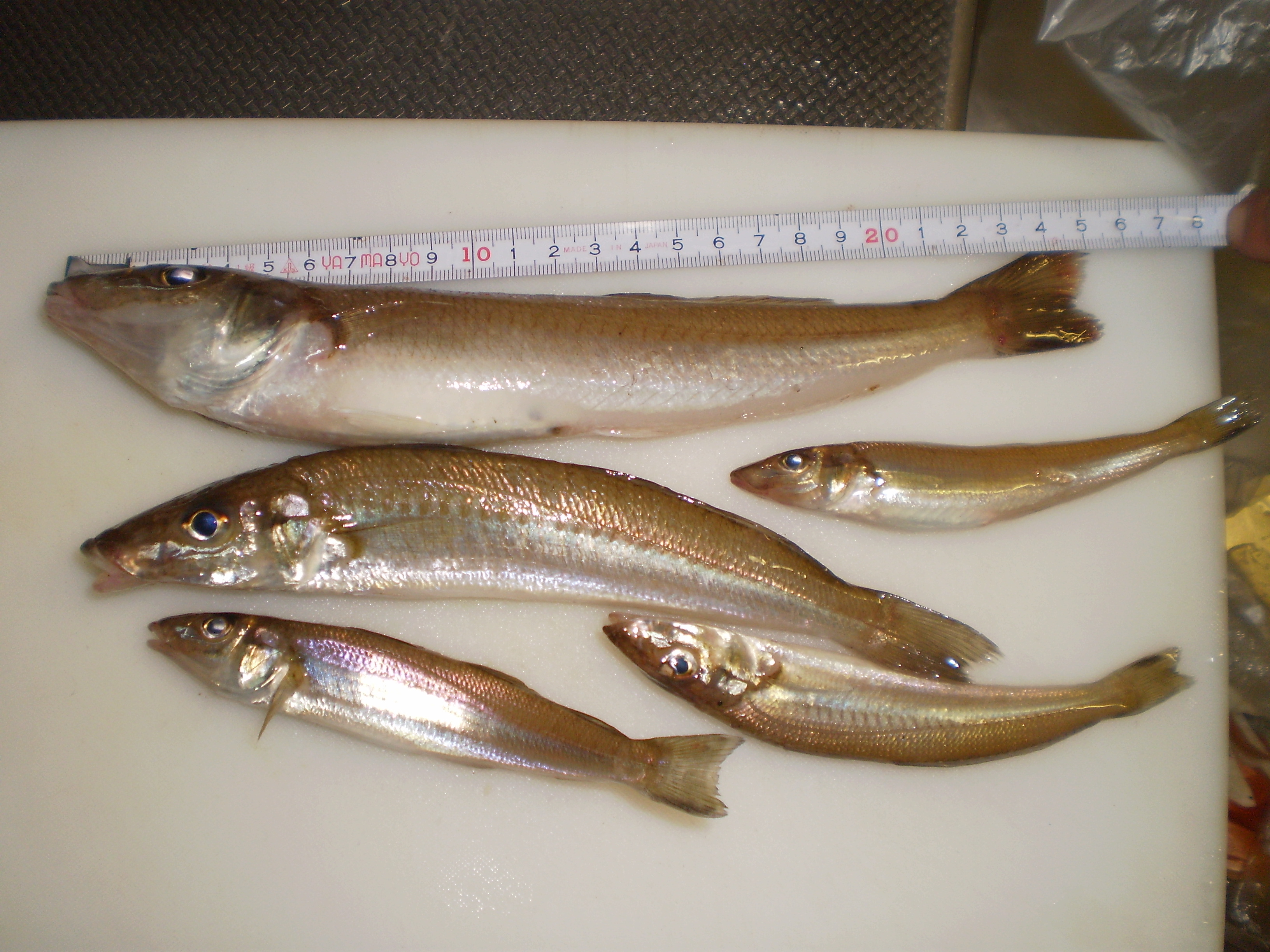 8 14 泉佐野食品コンビナートにて 大キス 25ｃｍ 食い意地はった釣り師