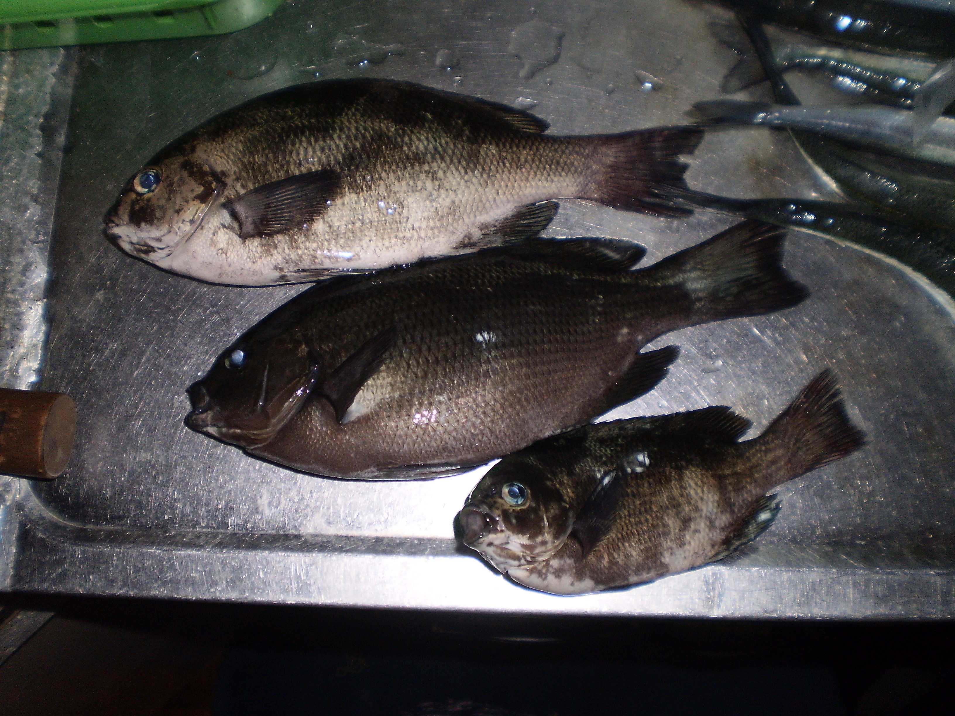 8 12 小島漁港にて アジにサヨリにグレ 食い意地はった釣り師