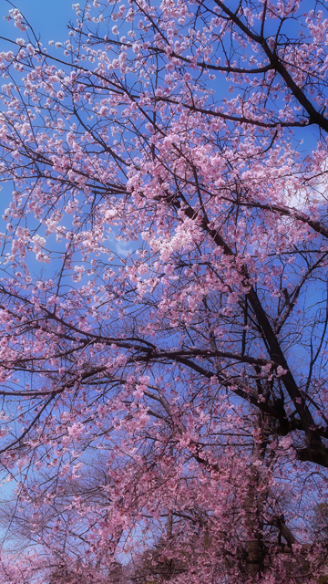 �ҥ��󥶥���