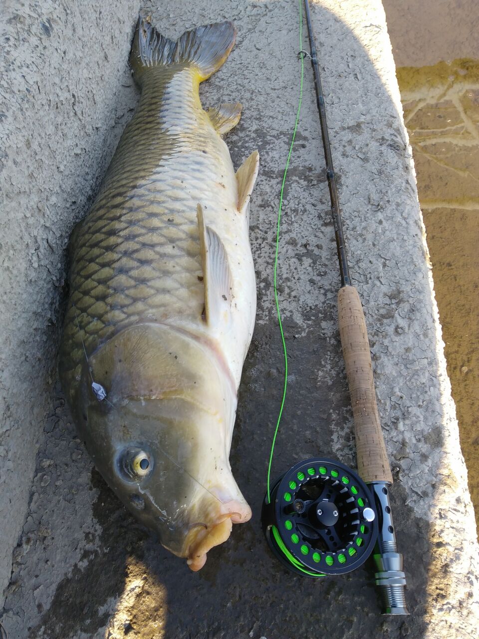 フライで鯉釣り 釣行記