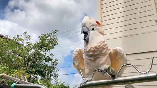 ���饷�å�