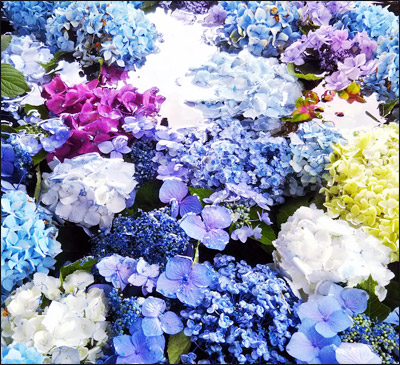 200622_アジサイ写真