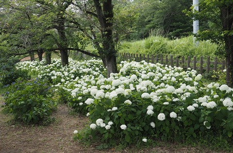P6190970