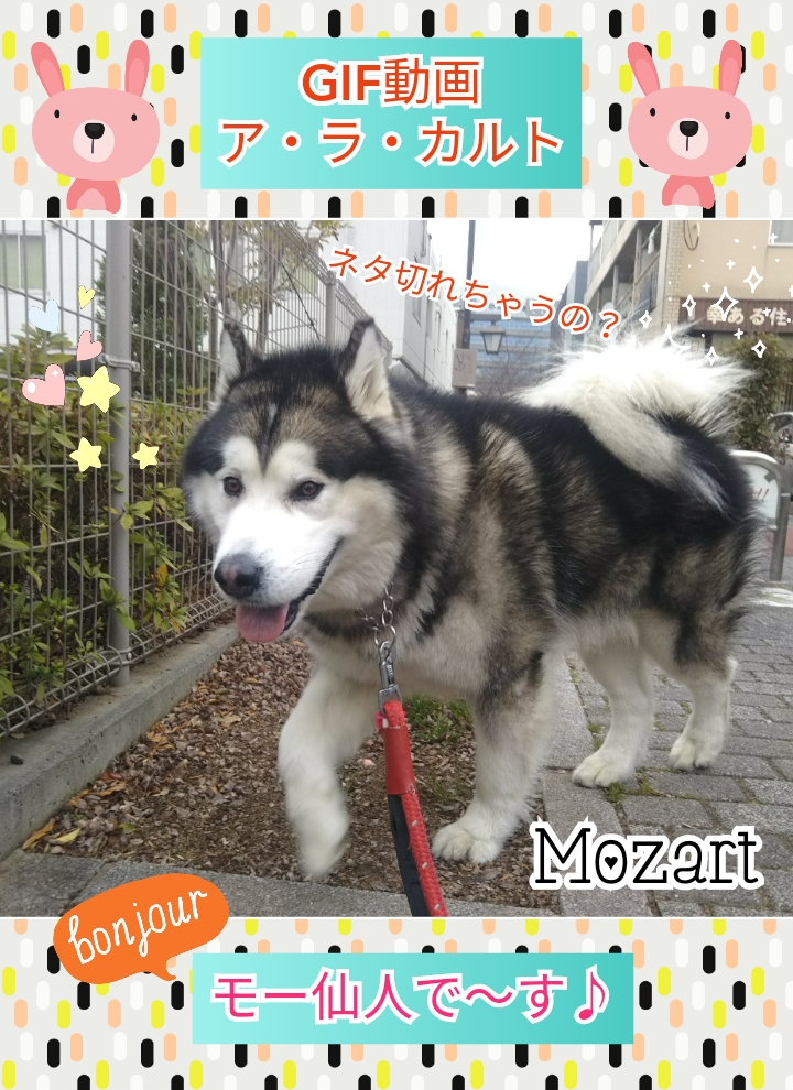 Gif動画 ア ラ カルト モー仙人記