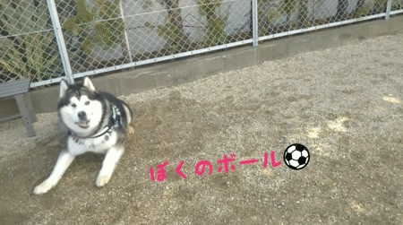 Gif動画 ア ラ カルト モー仙人記 Gif動画 ア ラ カルト モー仙人記