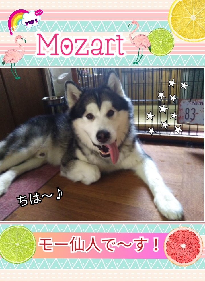 泳ぎ方が変過ぎる 動画 Up モー仙人記