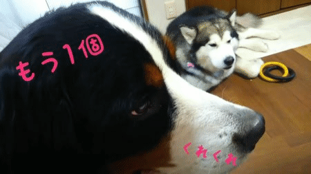 動物観察 モー仙人記 動物観察 モー仙人記