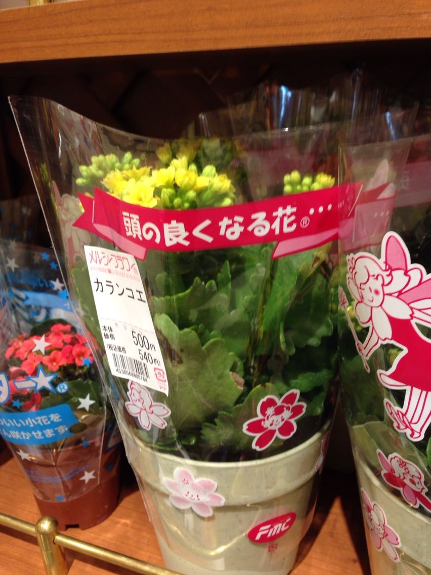 ムムム 頭のよくなる花 ゝ モヒカン紳士のシャイコフスキー