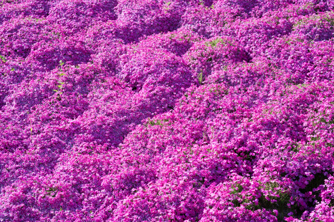 20150505_西山公園-3