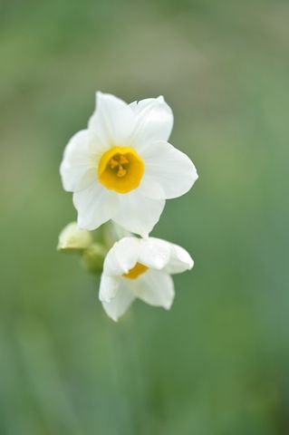 nikon_5436