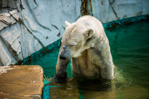 東山動物園-16