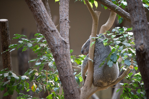 東山動物園原寸-1