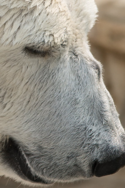 東山動物園等倍-2