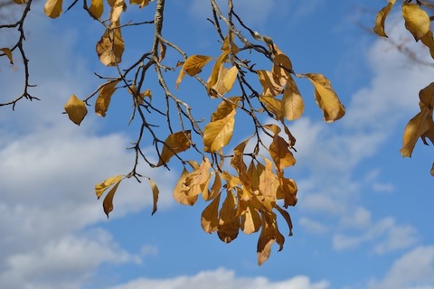 nikon_5387