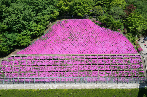 20150505_西山公園-1