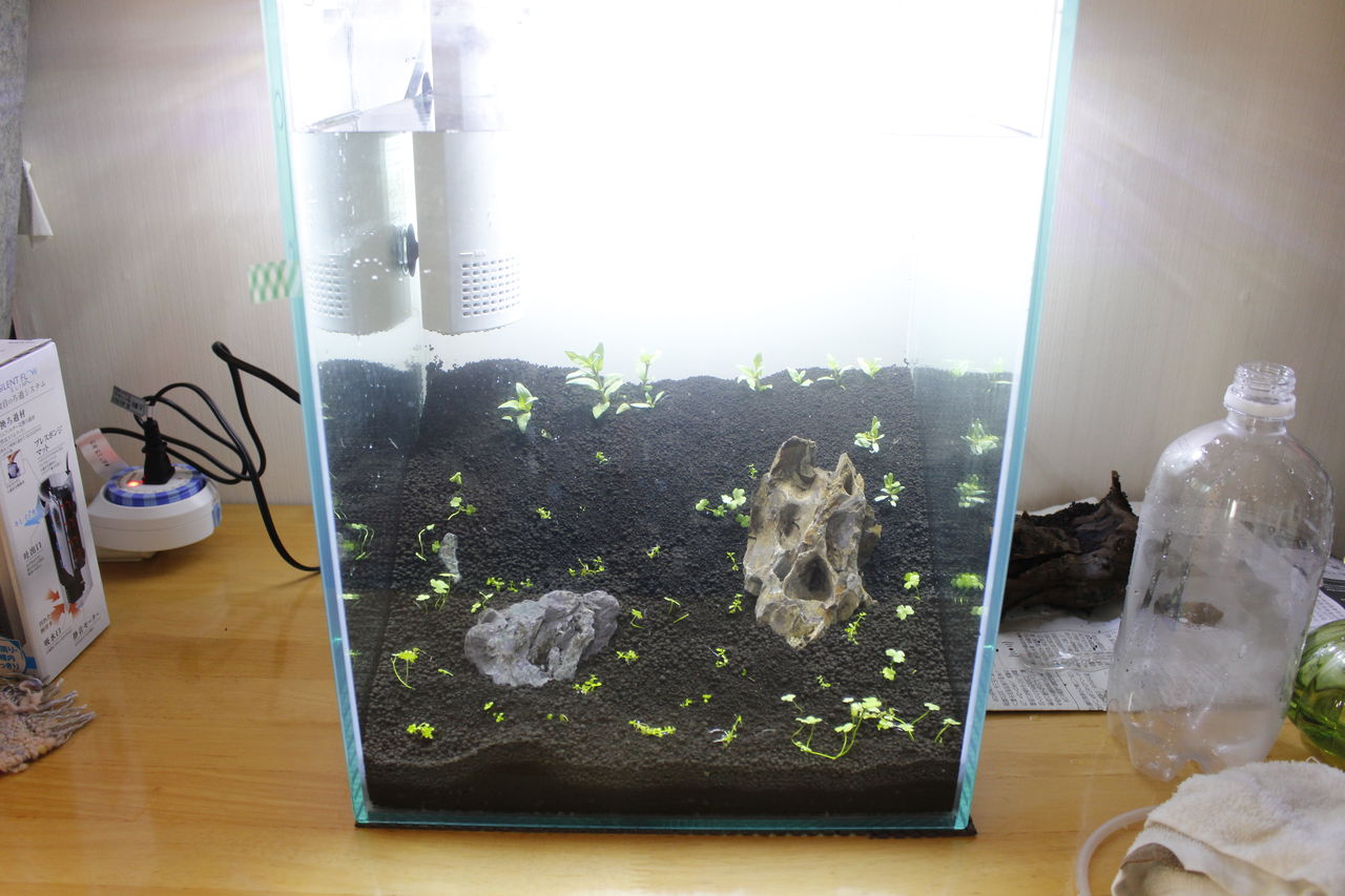 ソイルがカビる なんちゃってアクアリウム女子のブログ