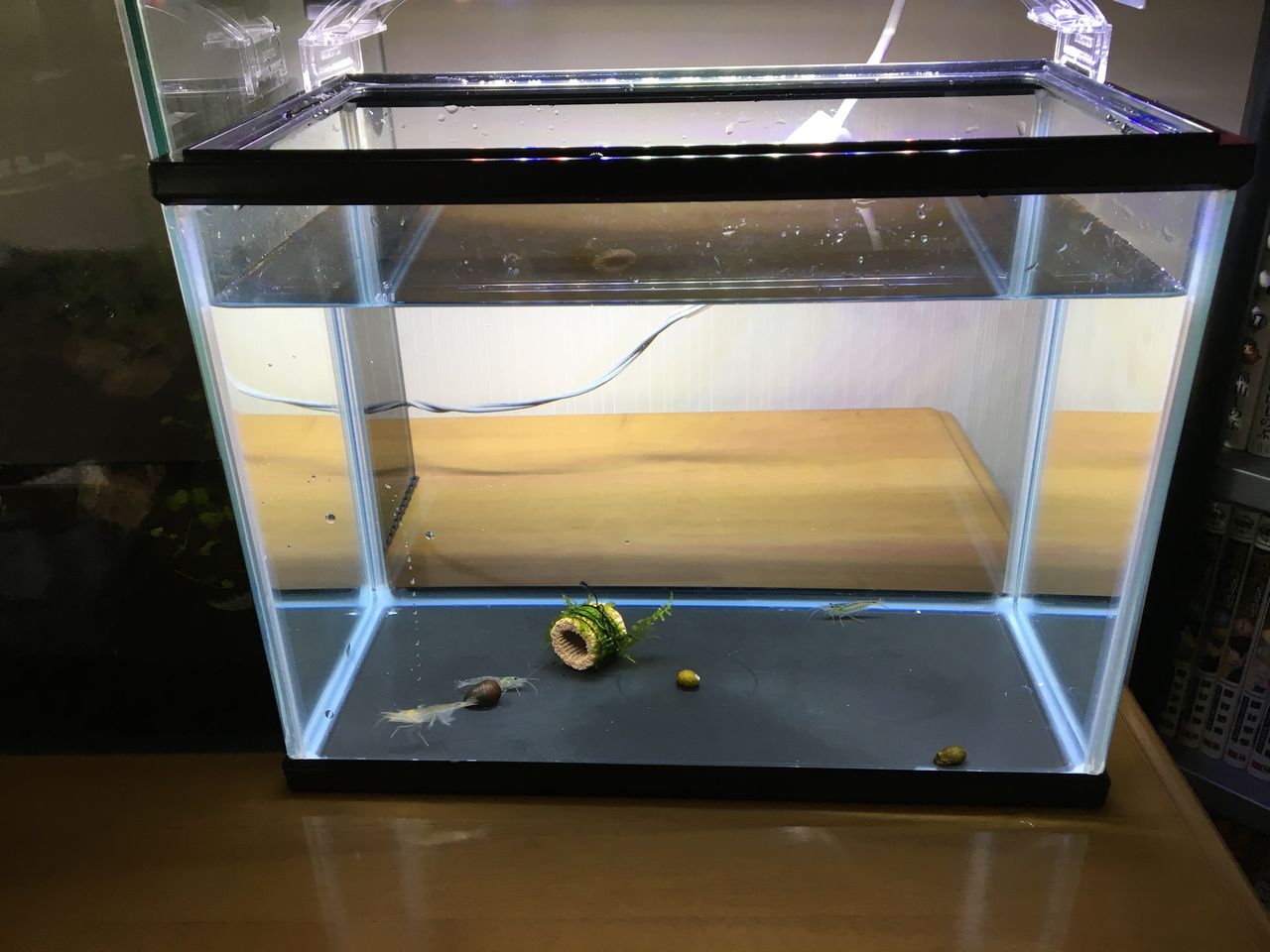 水草の植え替え なんちゃってアクアリウム女子のブログ 水草の植え替え なんちゃってアクアリウム女子のブログ