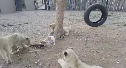 ライオンvs子犬 3頭の子ライオンに囲まれたワンコ 絶対絶命のピンチに もふもふちゃんねる