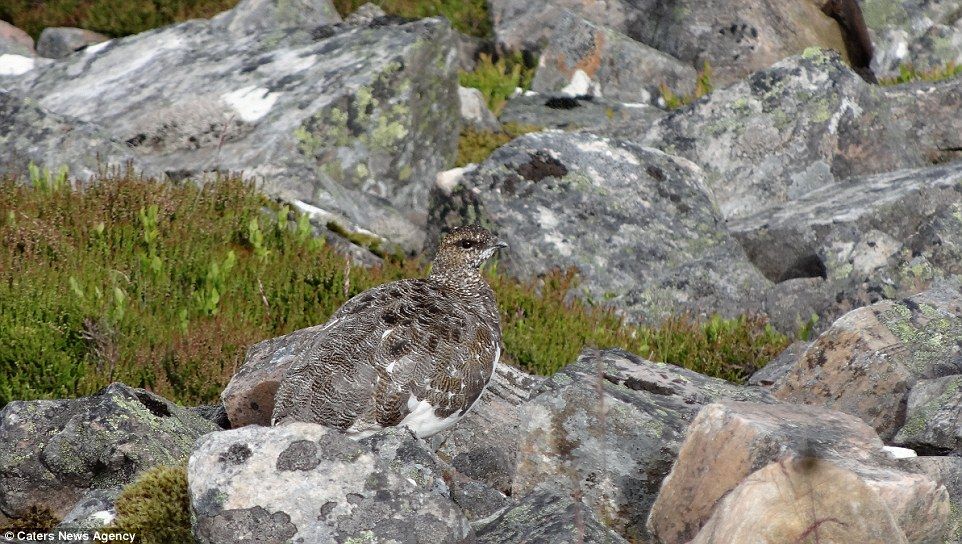 画像に潜むライチョウ ただし見つけるまでには10分の時間を要した 話題の画像 もふもふちゃんねる