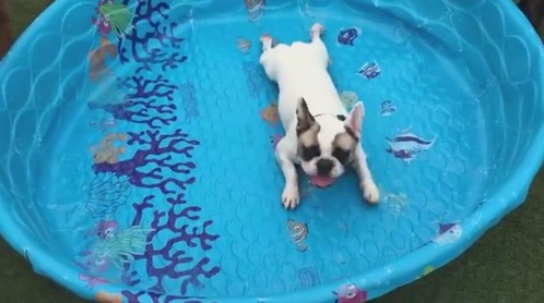 ニュース 犬 もふもふちゃんねる ニュース 犬 もふもふちゃんねる