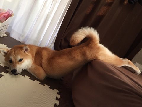 メロメロ セクシーすぎる柴犬 もふもふちゃんねる