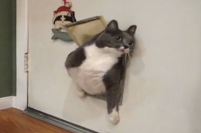 ぴょんぴょん跳ねたり 天井から登場する猫 面白くて可愛いニャンコ動画が海外で話題に もふもふちゃんねる