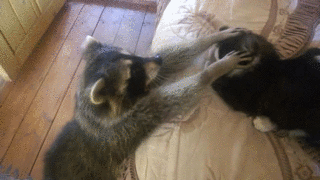 動画 猫さんと遊びたいアライグマくん 一緒に遊ぼうよー 猛烈なアプローチの結果は もふもふちゃんねる 動画 猫さんと遊びたいアライグマくん 一緒に遊ぼうよー 猛烈なアプローチの結果は もふもふちゃんねる