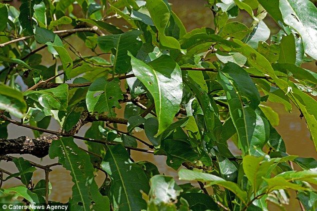 難易度max 本当にこの中にカエルがいるの カエルのあまりにも見事な擬態っぷりが海外で話題に もふもふちゃんねる