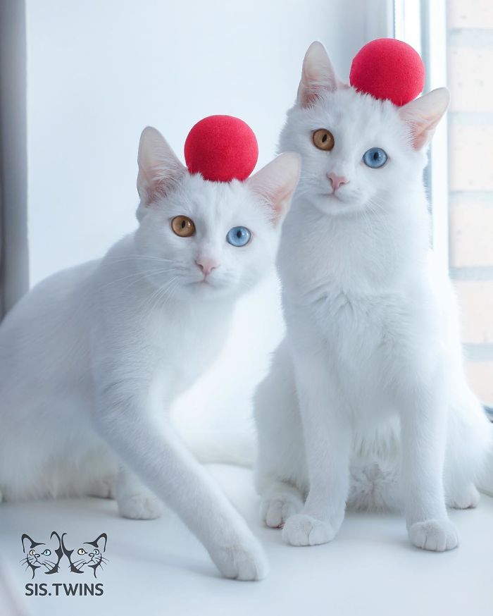 絶世の美猫 あまりの美しさに吸い込まれてしまいそう 世界で最も美しい双子のオッドアイ猫が海外で話題に もふもふちゃんねる 絶世の美猫 あまりの美しさに吸い込まれてしまいそう 世界で最も美しい双子のオッドアイ猫が海外で話題に もふもふちゃんねる