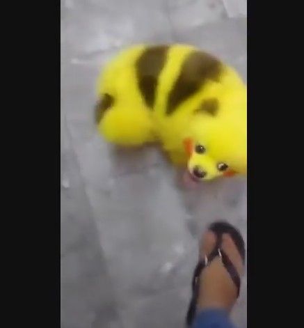 ポケモンgoブームの闇 飼い主が愛犬をピカチュウ色に染めた動画を投稿した結果 様々な意見が もふもふちゃんねる ポケモンgoブームの闇 飼い主が愛犬をピカチュウ色に染めた動画を投稿した結果 様々な意見が もふもふちゃんねる