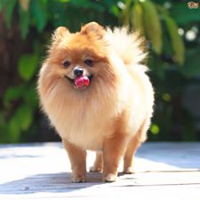 ポケモン イーブイは犬に似てる気がする 愛犬で検証する飼い主あらわる もふもふちゃんねる ポケモン イーブイは犬に似てる気がする 愛犬で検証する飼い主あらわる もふもふちゃんねる