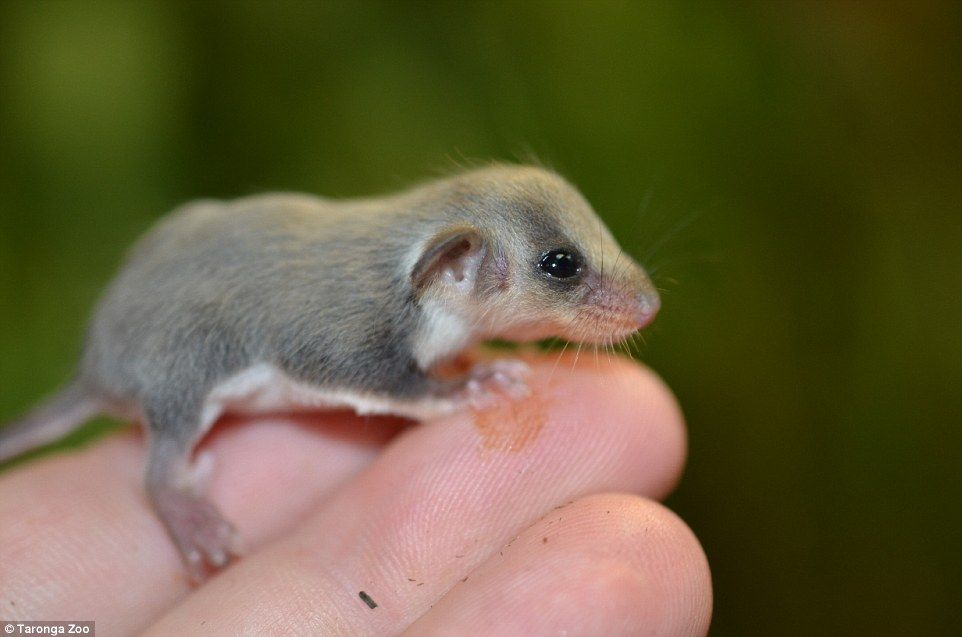 ちっさかわいい サイズは米粒半分 チビフクロモモンガ の赤ちゃんがタロンガ動物園で産まれる もふもふちゃんねる