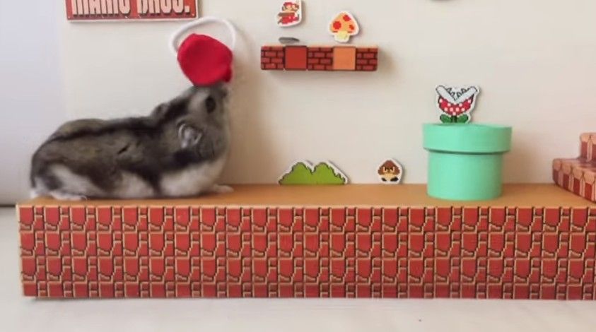 ハムケツがかわいすぎる ੭ ˊ ˋ ੭ スーパーマリオブラザーズ1 1 ハムケツがかわいすぎる ੭ ˊ ˋ ੭ スーパーマリオブラザーズ1 1