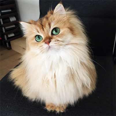 海外で話題となった猫 世界で最も美しいと言われた有名な 美猫 11選 もふもふちゃんねる 海外で話題となった猫 世界で最も美しいと言われた有名な 美猫 11選 もふもふちゃんねる