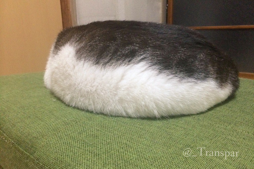 これは美味しそう 猫ちゃんのお昼寝している姿がサバ寿司にそっくり もふもふちゃんねる これは美味しそう 猫ちゃんのお昼寝している姿がサバ寿司にそっくり もふもふちゃんねる