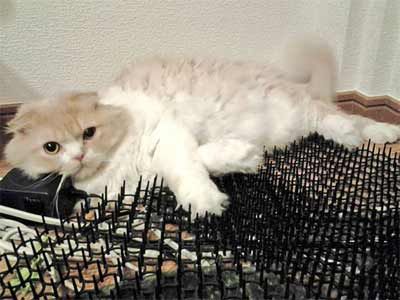 猫 こんなの効かないニャン 進化する猫 猫除けのトゲトゲに適応している日本の猫が海外で話題に もふもふちゃんねる 猫 こんなの効かないニャン 進化する猫 猫除けのトゲトゲに適応している日本の猫が海外で話題に もふもふちゃんねる