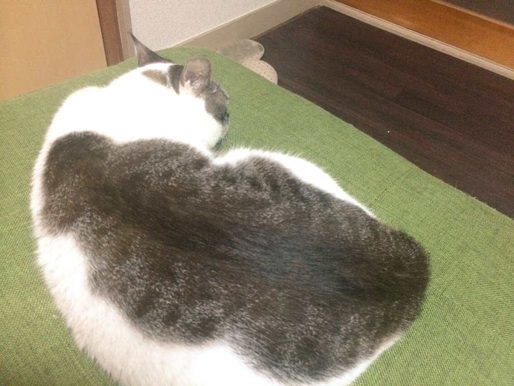 これは美味しそう 猫ちゃんのお昼寝している姿がサバ寿司にそっくり もふもふちゃんねる これは美味しそう 猫ちゃんのお昼寝している姿がサバ寿司にそっくり もふもふちゃんねる