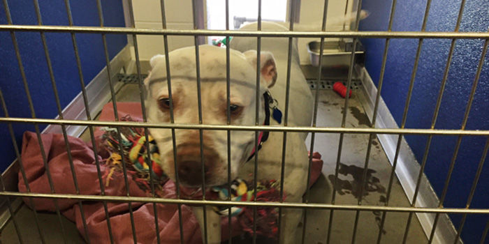 レッテルを貼られた犬 犬種による偏見でなかなか里親に出会えないピットブル 動物保護施設が考えたアイデアが素敵すぎる もふもふちゃんねる レッテルを貼られた犬 犬種による偏見でなかなか里親に出会えないピットブル 動物保護施設が考えたアイデアが素敵すぎる もふもふちゃんねる