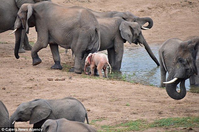 ピンク色の象が発見される もふもふちゃんねる ピンク色の象が発見される もふもふちゃんねる